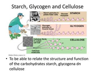 Starch, Glycogen and Cellulose
• To be able to relate the structure and function
of the carbohydrates starch, glycogena dn
cellulose
 