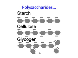 Polysaccharides…
 