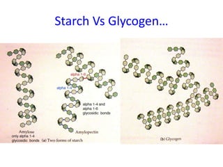 Starch Vs Glycogen…
 