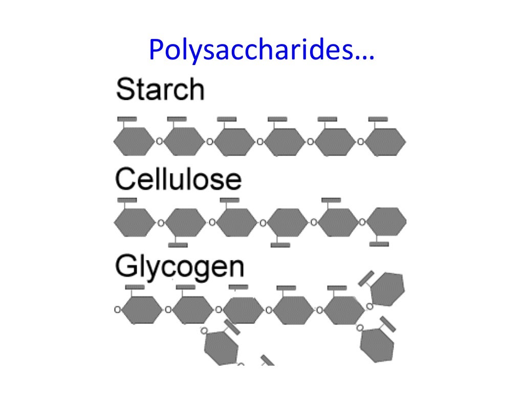 Lesson 3 starch, glycogen and cellulose