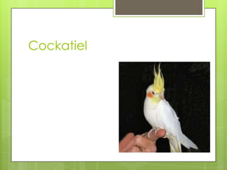 Cockatiel
 