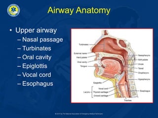 Airway Anatomy
• Upper airway
– Nasal passage
– Turbinates
– Oral cavity
– Epiglottis
– Vocal cord
– Esophagus
 