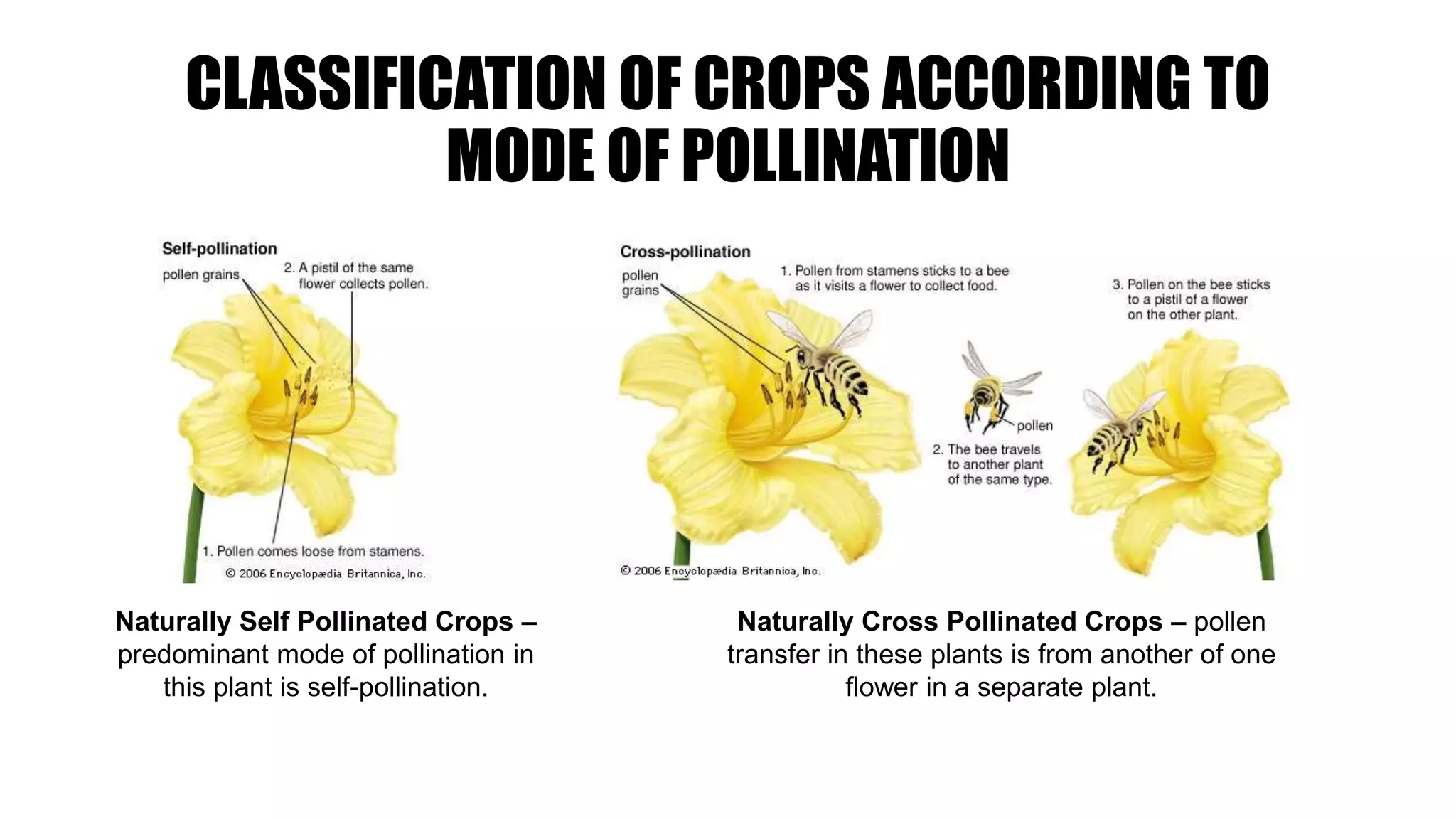 Pollinator Crops lesson 4.pptx
