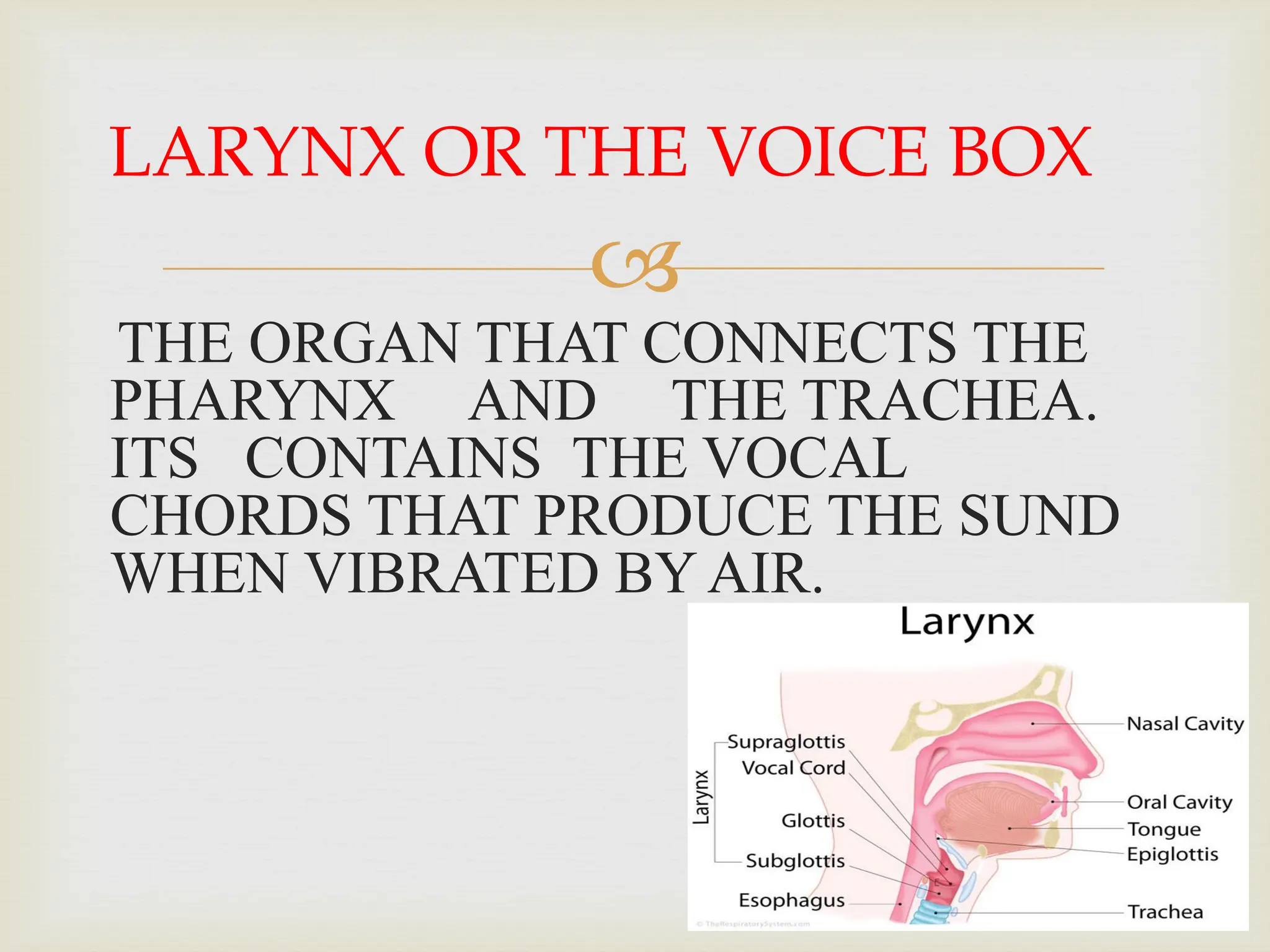 
THE ORGAN THAT CONNECTS THE
PHARYNX AND THE TRACHEA.
ITS CONTAINS THE VOCAL
CHORDS THAT PRODUCE THE SUND
WHEN VIBRATED BY AIR.
LARYNX OR THE VOICE BOX
 