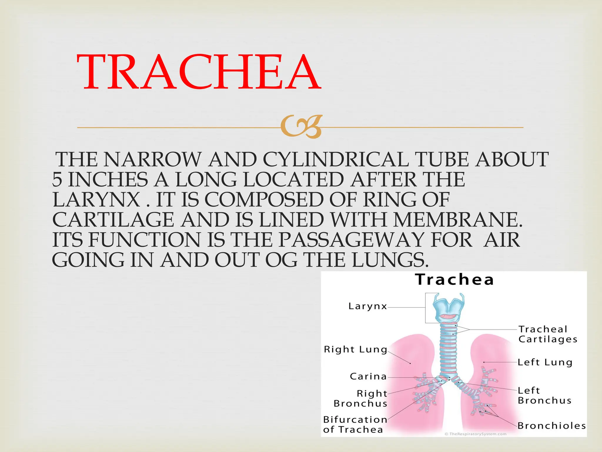 
THE NARROW AND CYLINDRICAL TUBE ABOUT
5 INCHES A LONG LOCATED AFTER THE
LARYNX . IT IS COMPOSED OF RING OF
CARTILAGE AND IS LINED WITH MEMBRANE.
ITS FUNCTION IS THE PASSAGEWAY FOR AIR
GOING IN AND OUT OG THE LUNGS.
TRACHEA
 