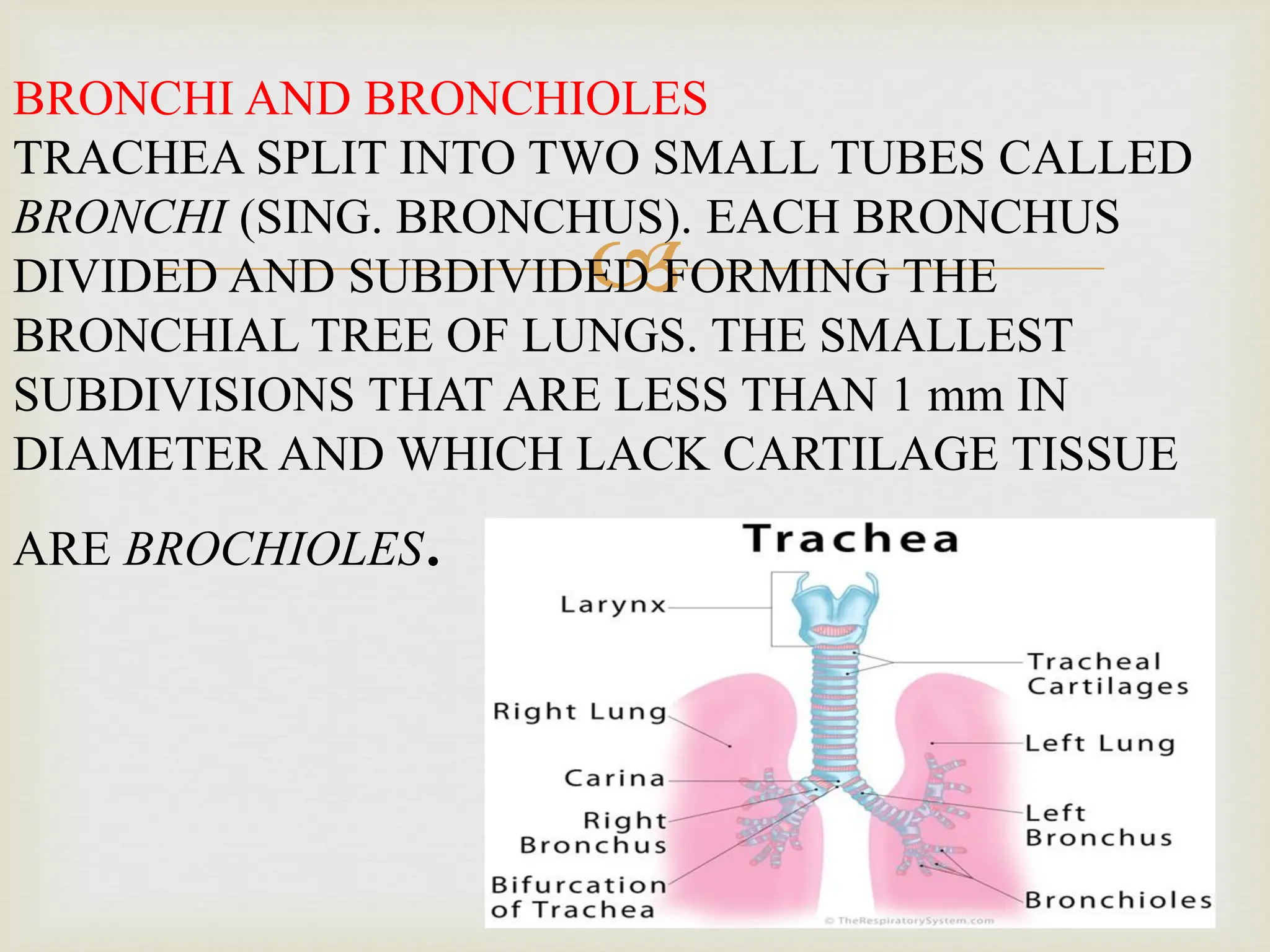 
BRONCHI AND BRONCHIOLES
TRACHEA SPLIT INTO TWO SMALL TUBES CALLED
BRONCHI (SING. BRONCHUS). EACH BRONCHUS
DIVIDED AND SUBDIVIDED FORMING THE
BRONCHIAL TREE OF LUNGS. THE SMALLEST
SUBDIVISIONS THAT ARE LESS THAN 1 mm IN
DIAMETER AND WHICH LACK CARTILAGE TISSUE
ARE BROCHIOLES.
 