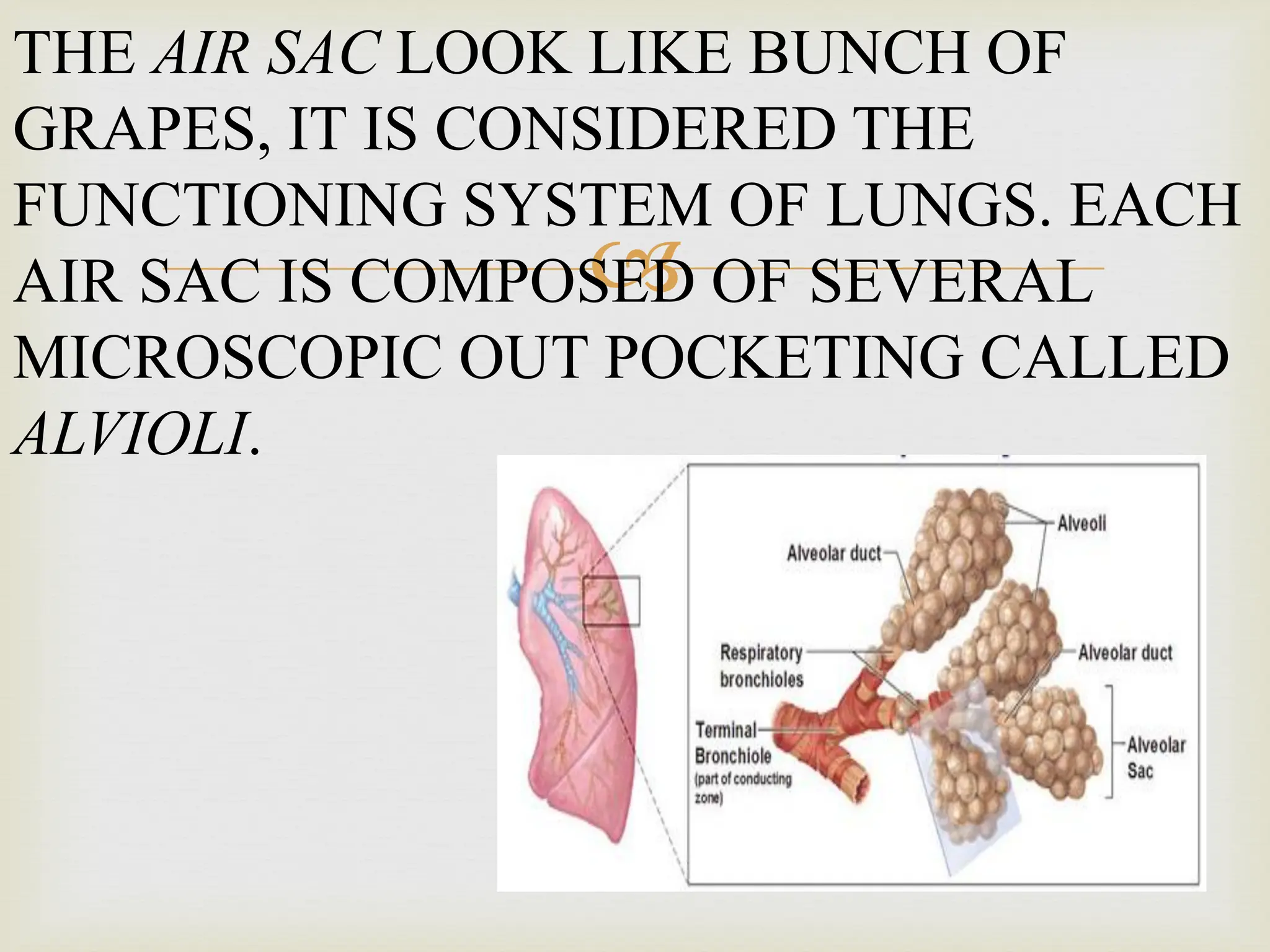 
THE AIR SAC LOOK LIKE BUNCH OF
GRAPES, IT IS CONSIDERED THE
FUNCTIONING SYSTEM OF LUNGS. EACH
AIR SAC IS COMPOSED OF SEVERAL
MICROSCOPIC OUT POCKETING CALLED
ALVIOLI.
 