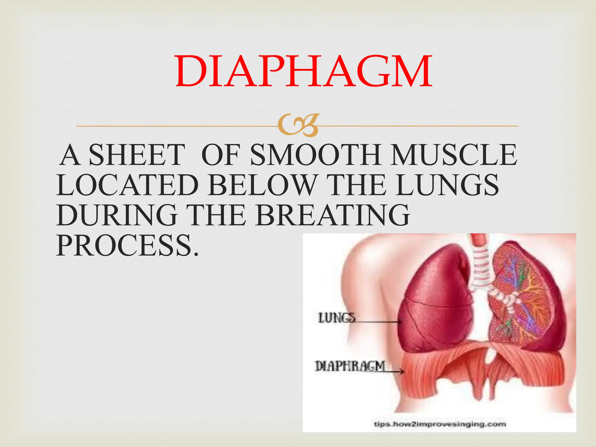 
A SHEET OF SMOOTH MUSCLE
LOCATED BELOW THE LUNGS
DURING THE BREATING
PROCESS.
DIAPHAGM
 