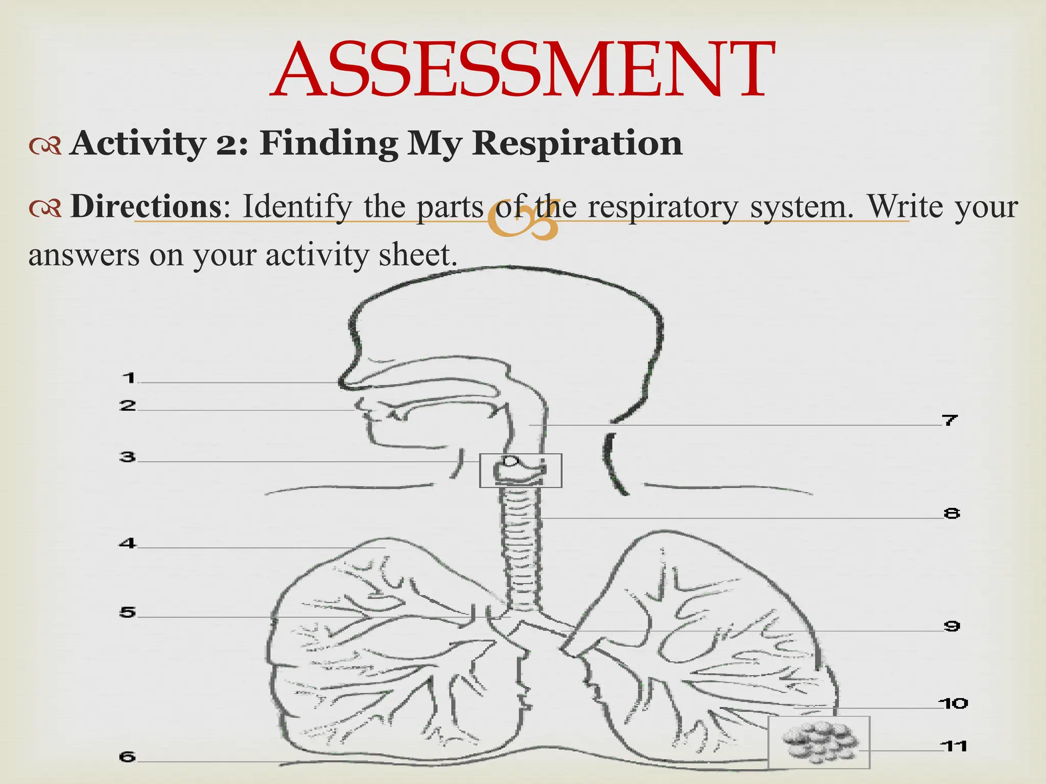 
 Activity 2: Finding My Respiration
 Directions: Identify the parts of the respiratory system. Write your
answers on your activity sheet.
ASSESSMENT
 