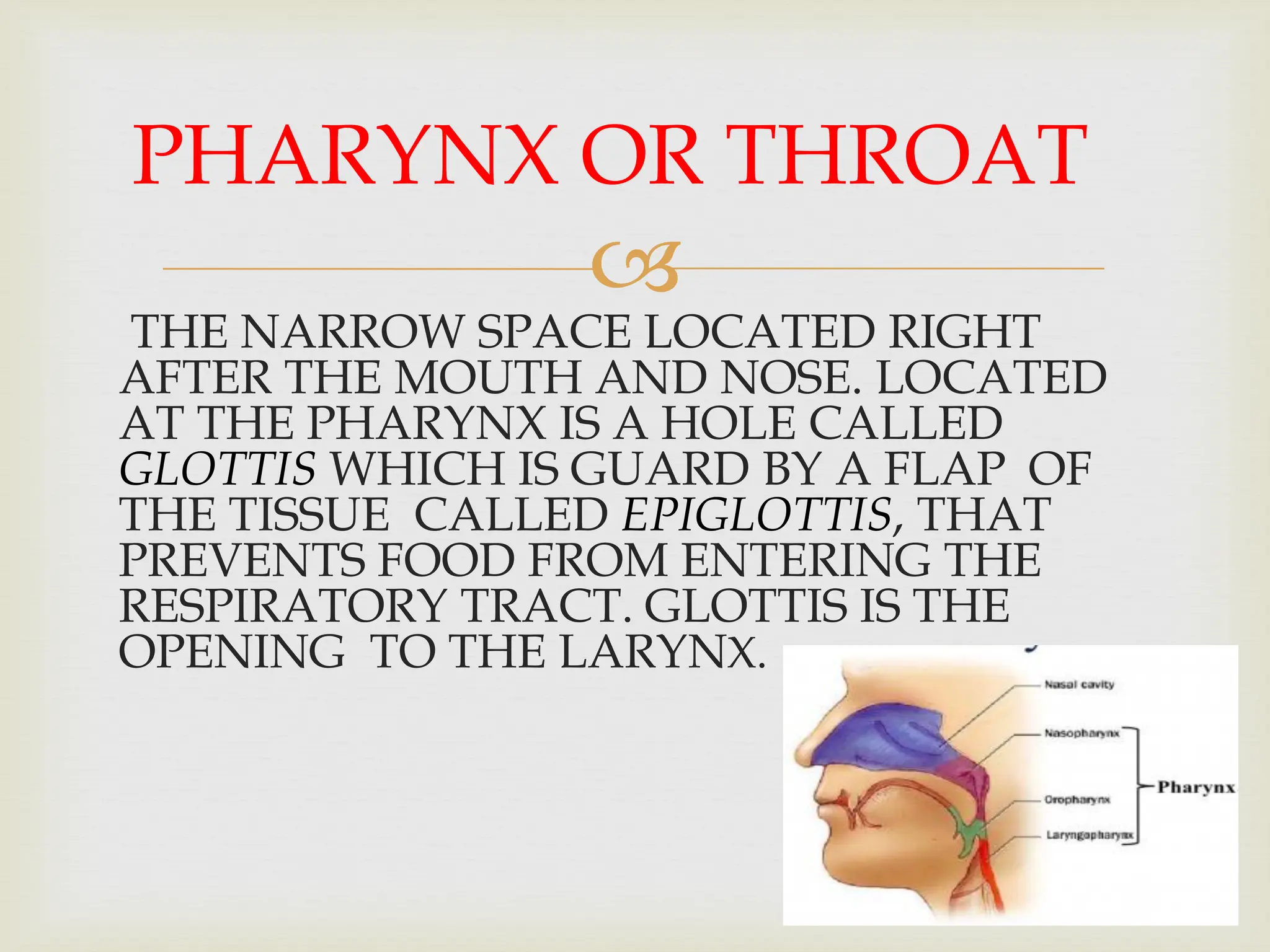 
THE NARROW SPACE LOCATED RIGHT
AFTER THE MOUTH AND NOSE. LOCATED
AT THE PHARYNX IS A HOLE CALLED
GLOTTIS WHICH IS GUARD BY A FLAP OF
THE TISSUE CALLED EPIGLOTTIS, THAT
PREVENTS FOOD FROM ENTERING THE
RESPIRATORY TRACT. GLOTTIS IS THE
OPENING TO THE LARYNX.
PHARYNX OR THROAT
 