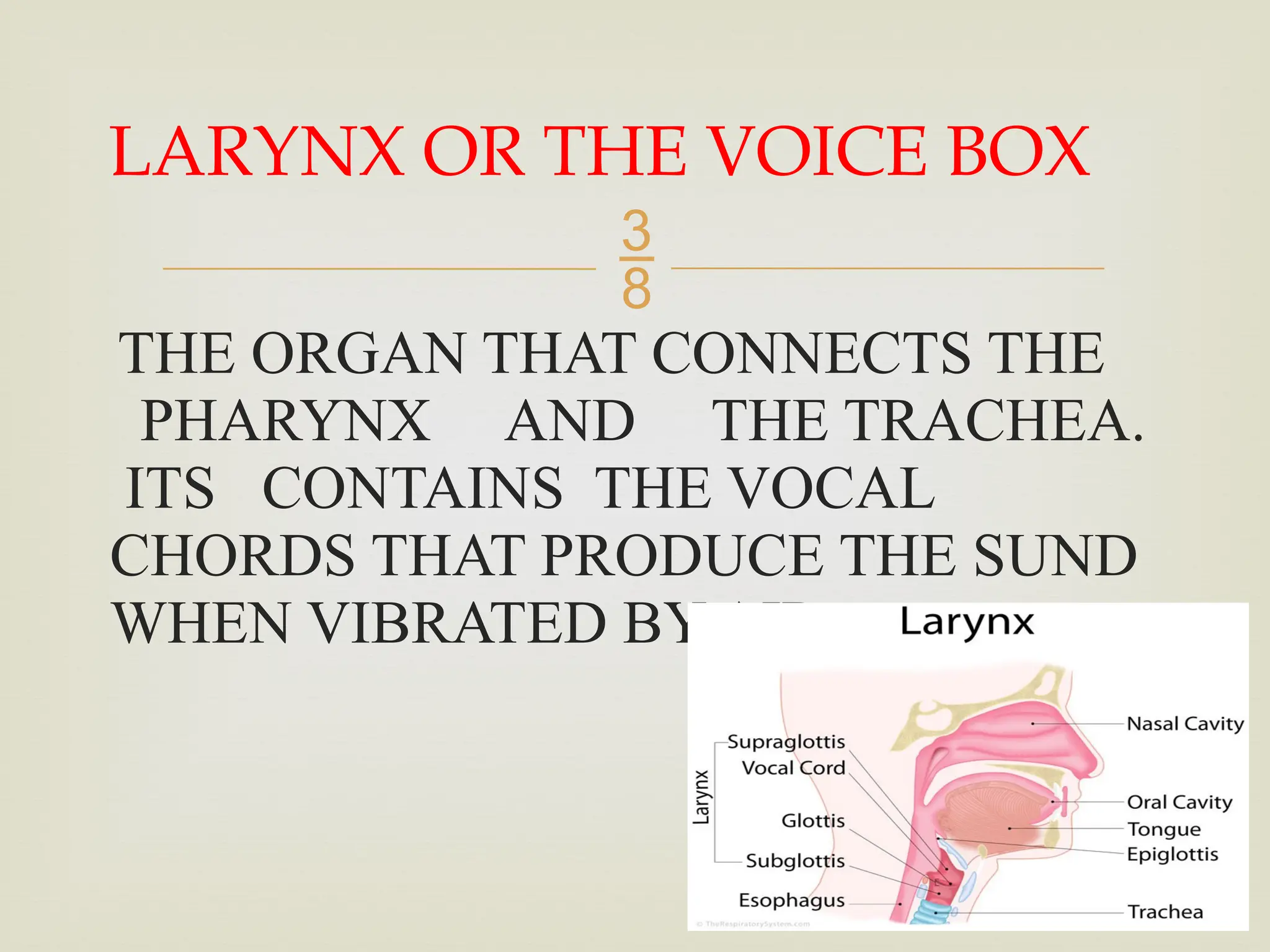 
THE ORGAN THAT CONNECTS THE
PHARYNX AND THE TRACHEA.
ITS CONTAINS THE VOCAL
CHORDS THAT PRODUCE THE SUND
WHEN VIBRATED BY AIR.
LARYNX OR THE VOICE BOX
 