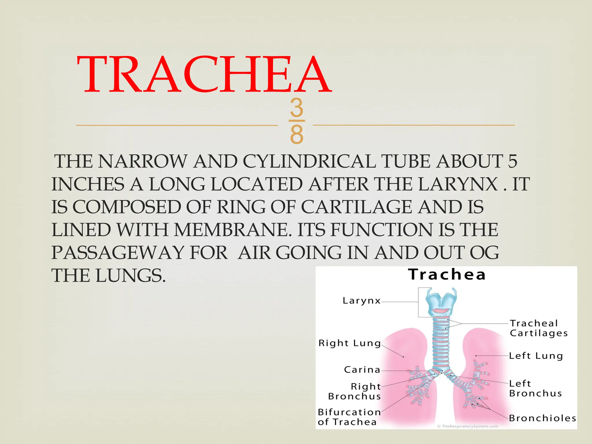 
THE NARROW AND CYLINDRICAL TUBE ABOUT 5
INCHES A LONG LOCATED AFTER THE LARYNX . IT
IS COMPOSED OF RING OF CARTILAGE AND IS
LINED WITH MEMBRANE. ITS FUNCTION IS THE
PASSAGEWAY FOR AIR GOING IN AND OUT OG
THE LUNGS.
TRACHEA
 