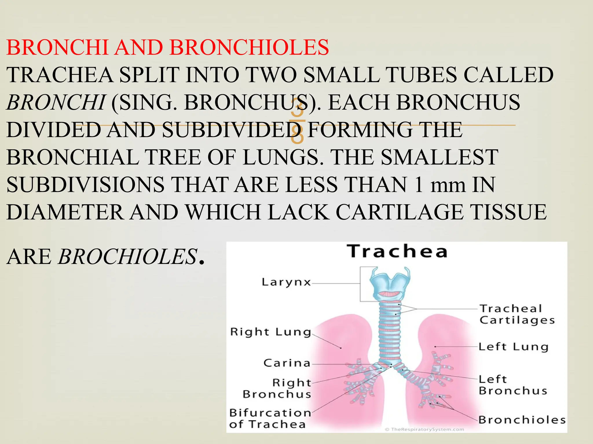 
BRONCHI AND BRONCHIOLES
TRACHEA SPLIT INTO TWO SMALL TUBES CALLED
BRONCHI (SING. BRONCHUS). EACH BRONCHUS
DIVIDED AND SUBDIVIDED FORMING THE
BRONCHIAL TREE OF LUNGS. THE SMALLEST
SUBDIVISIONS THAT ARE LESS THAN 1 mm IN
DIAMETER AND WHICH LACK CARTILAGE TISSUE
ARE BROCHIOLES.
 