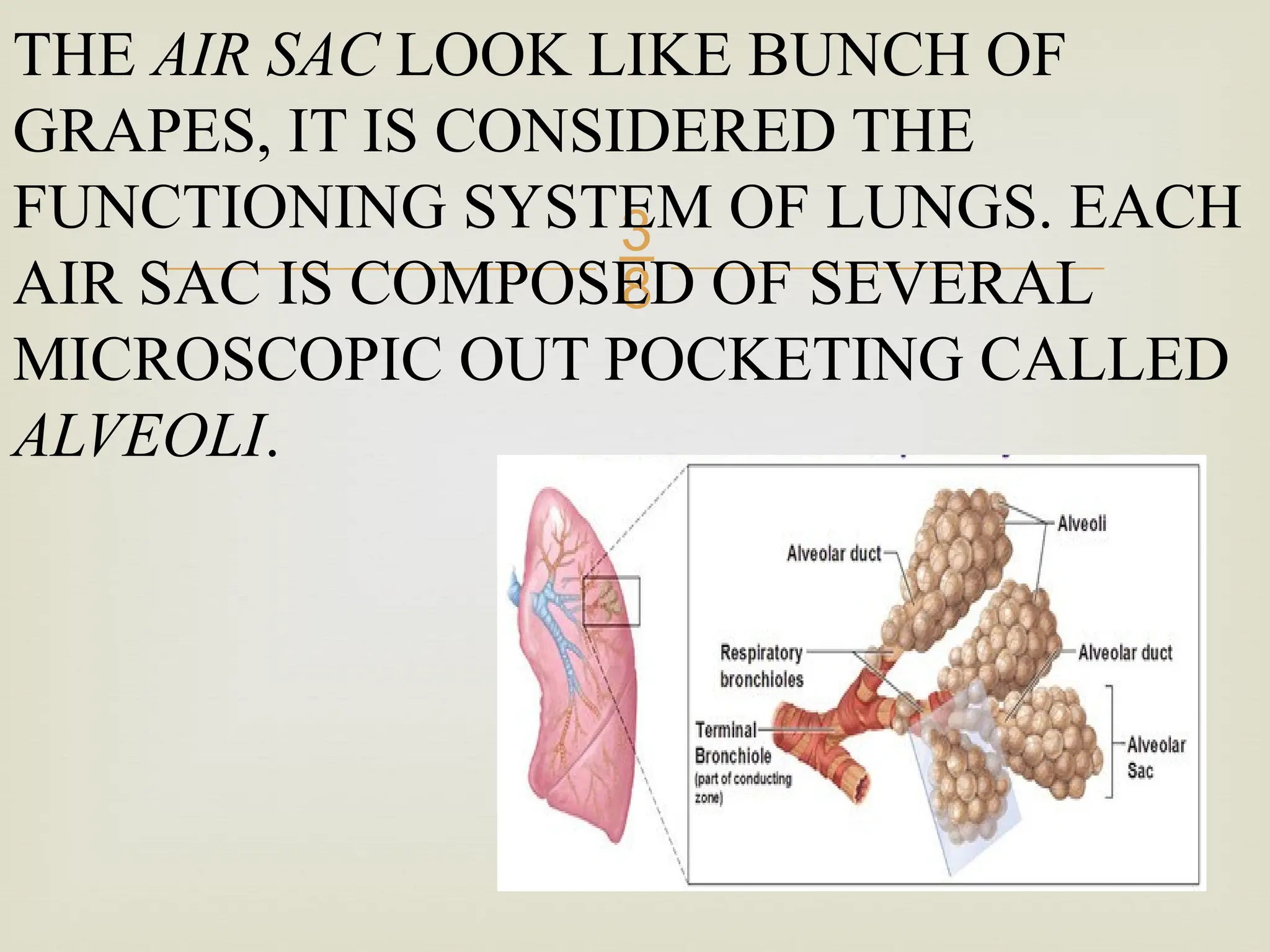 
THE AIR SAC LOOK LIKE BUNCH OF
GRAPES, IT IS CONSIDERED THE
FUNCTIONING SYSTEM OF LUNGS. EACH
AIR SAC IS COMPOSED OF SEVERAL
MICROSCOPIC OUT POCKETING CALLED
ALVEOLI.
 