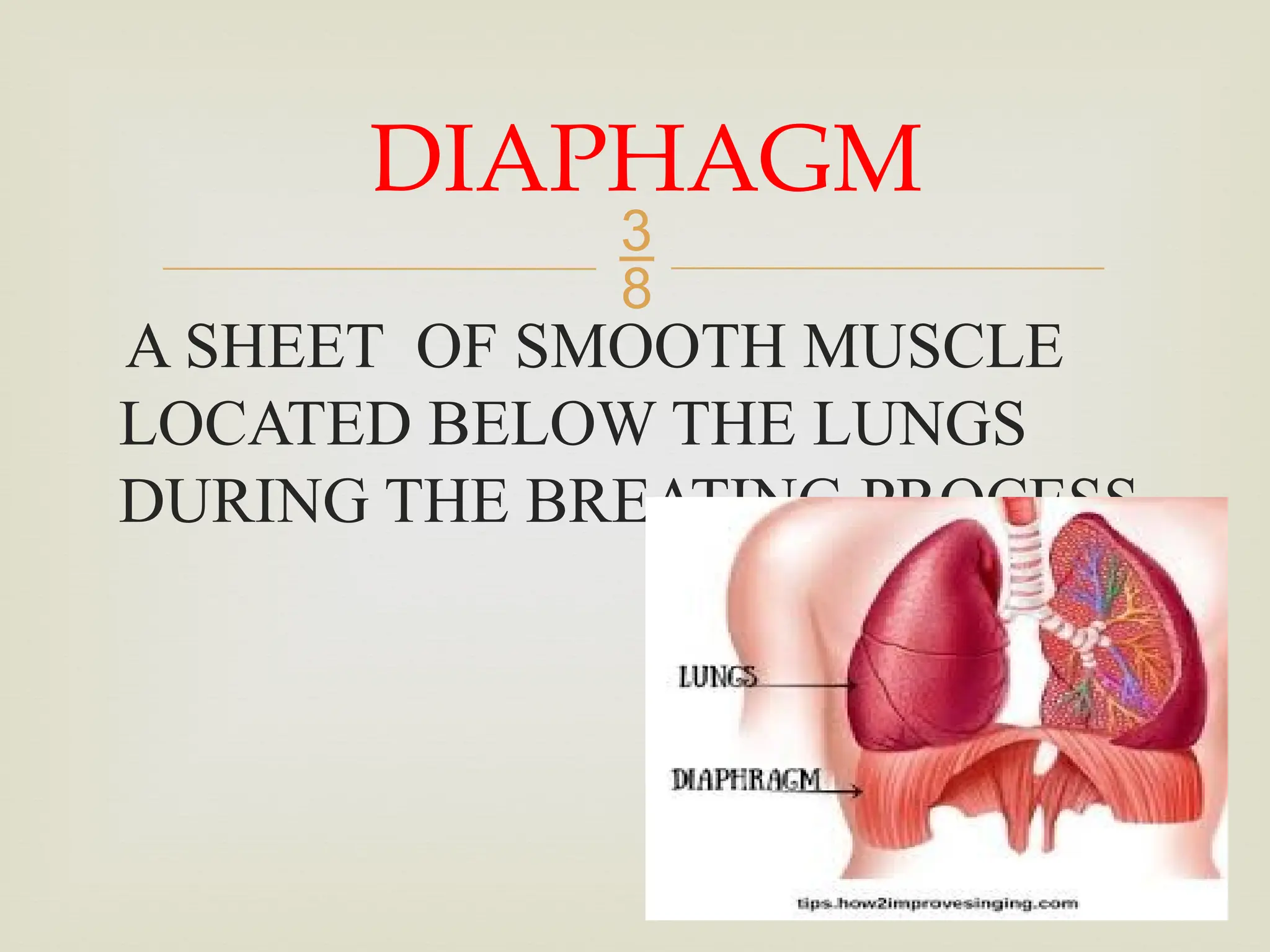 
A SHEET OF SMOOTH MUSCLE
LOCATED BELOW THE LUNGS
DURING THE BREATING PROCESS.
DIAPHAGM
 