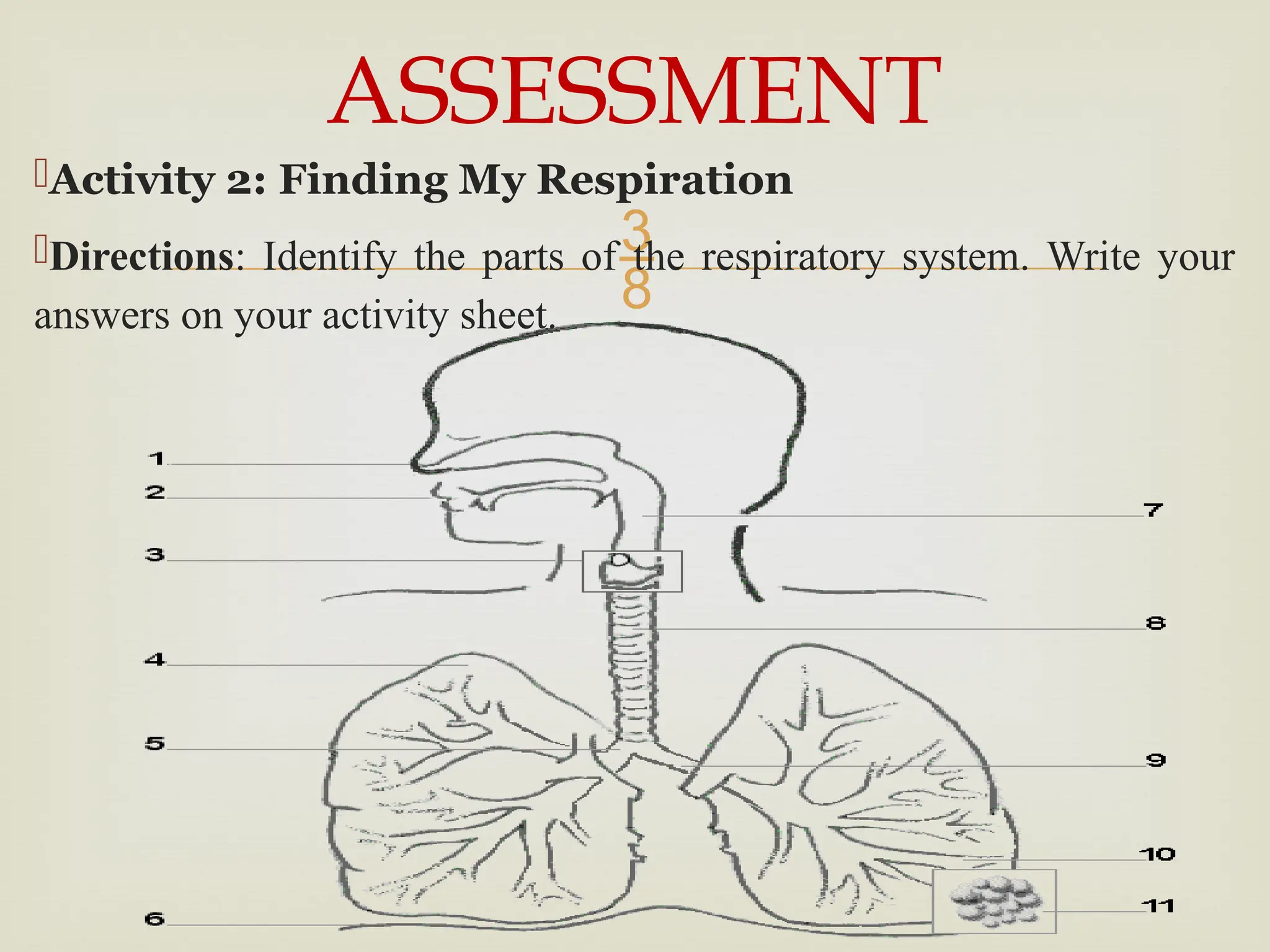 
Activity 2: Finding My Respiration
Directions: Identify the parts of the respiratory system. Write your
answers on your activity sheet.
ASSESSMENT
 