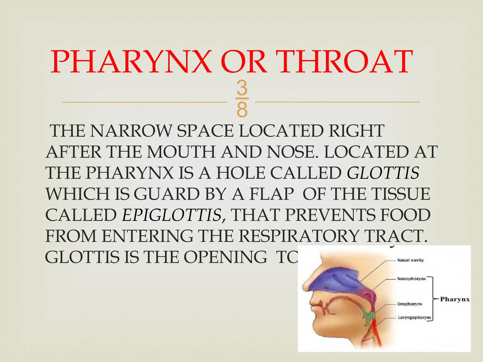 
THE NARROW SPACE LOCATED RIGHT
AFTER THE MOUTH AND NOSE. LOCATED AT
THE PHARYNX IS A HOLE CALLED GLOTTIS
WHICH IS GUARD BY A FLAP OF THE TISSUE
CALLED EPIGLOTTIS, THAT PREVENTS FOOD
FROM ENTERING THE RESPIRATORY TRACT.
GLOTTIS IS THE OPENING TO THE LARYNX.
PHARYNX OR THROAT
 