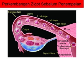 Perkembangan Zigot Sebelum Penempelan
 