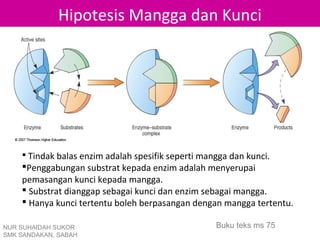 Hipotesis Mangga dan Kunci




     Tindak balas enzim adalah spesifik seperti mangga dan kunci.
    Penggabungan substrat kepada enzim adalah menyerupai
    pemasangan kunci kepada mangga.
     Substrat dianggap sebagai kunci dan enzim sebagai mangga.
     Hanya kunci tertentu boleh berpasangan dengan mangga tertentu.

NUR SUHAIDAH SUKOR                                  Buku teks ms 75
SMK SANDAKAN, SABAH
 