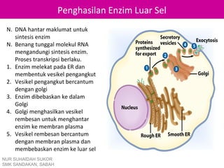 Penghasilan Enzim Luar Sel
 N. DNA hantar maklumat untuk
    sintesis enzim
 N. Benang tunggal molekul RNA
    mengandungi sintesis enzim.
    Proses transkripsi berlaku.
 1. Enzim melekat pada ER dan
    membentuk vesikel pengangkut
 2. Vesikel pengangkut bercantum
    dengan golgi
 3. Enzim dibebaskan ke dalam
    Golgi
 4. Golgi menghasilkan vesikel
    rembesan untuk menghantar
    enzim ke membran plasma
 5. Vesikel rembesan bercantum
    dengan membran plasma dan
    membebaskan enzim ke luar sel
NUR SUHAIDAH SUKOR
SMK SANDAKAN, SABAH
 