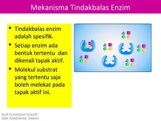Mekanisma Tindakbalas Enzim

    Tindakbalas enzim
     adalah spesifik.
    Setiap enzim ada
     bentuk tertentu dan
     dikenali tapak aktif.
    Molekul substrat
     yang tertentu saja
     boleh melekat pada
     tapak aktif ini.


NUR SUHAIDAH SUKOR
SMK SANDAKAN, SABAH
 