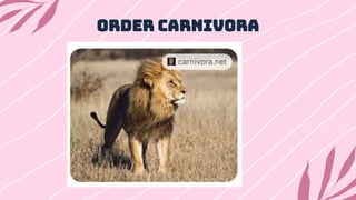 Order Carnivora
 