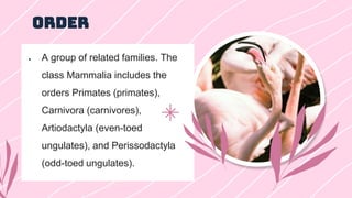 ORDER
 A group of related families. The
class Mammalia includes the
orders Primates (primates),
Carnivora (carnivores),
Artiodactyla (even-toed
ungulates), and Perissodactyla
(odd-toed ungulates).
 