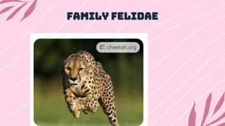 Family Felidae
 