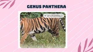 Genus Panthera
 