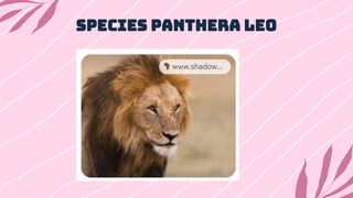 Species Panthera leo
 