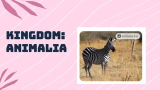 Kingdom:
Animalia
 