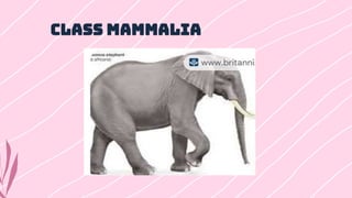 Class Mammalia
 