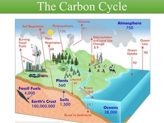 The Carbon Cycle
 