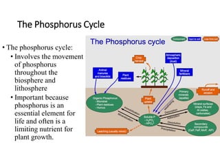 The Phosphorus Cycle
• The phosphorus cycle:
• Involves the movement
of phosphorus
throughout the
biosphere and
lithosphere
• Important because
phosphorus is an
essential element for
life and often is a
limiting nutrient for
plant growth.
 