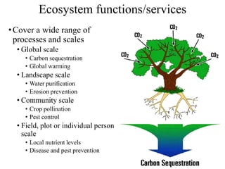 Ecosystem functions/services
•Cover a wide range of
processes and scales
• Global scale
• Carbon sequestration
• Global warming
• Landscape scale
• Water purification
• Erosion prevention
• Community scale
• Crop pollination
• Pest control
• Field, plot or individual person
scale
• Local nutrient levels
• Disease and pest prevention
 