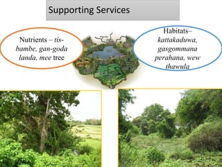 Supporting Services
Nutrients – tis-
bambe, gan-goda
landa, mee tree
Habitats–
kattakaduwa,
gasgommana
perahana, wew
thawula
 