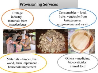 Provisioning Services
Cottage
industry –
materials from
kattakaduwa
Consumables – food,
fruits, vegetable from
kattakaduwa,
gasgommana and wewa
Materials – timber, fuel
wood, farm implement,
household implement
Others – medicine,
bio-pesticides,
animal feed
 