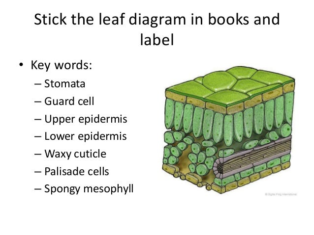 explain in detail why palisade cells Palisade cells show various adaptations are 1 their cylindrical shape, which allows maximum absorption of light by chloroplasts 2these cells produce carbohydrates in greater quantities than are needed by each cell these carbohydrates are fed i. explain in detail why palisade cells Palisade cells show various adaptations are 1 their cylindrical shape, which allows maximum absorption of light by chloroplasts 2these cells produce carbohydrates in greater quantities than are needed by each cell these carbohydrates are fed i.