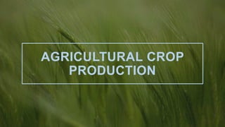 AGRICULTURAL CROP
PRODUCTION
 