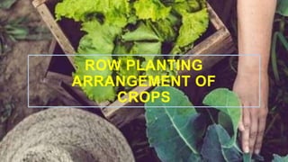 ROW PLANTING
ARRANGEMENT OF
CROPS
 