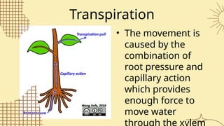 LESSON 4- VASCULAR SYSTEM IN PLANTS.pptx