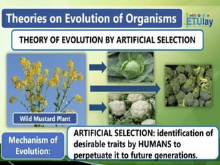 Earth and Life Science Grade 11 Lesson 4 Basic Mechanisms of Evolution.ppt