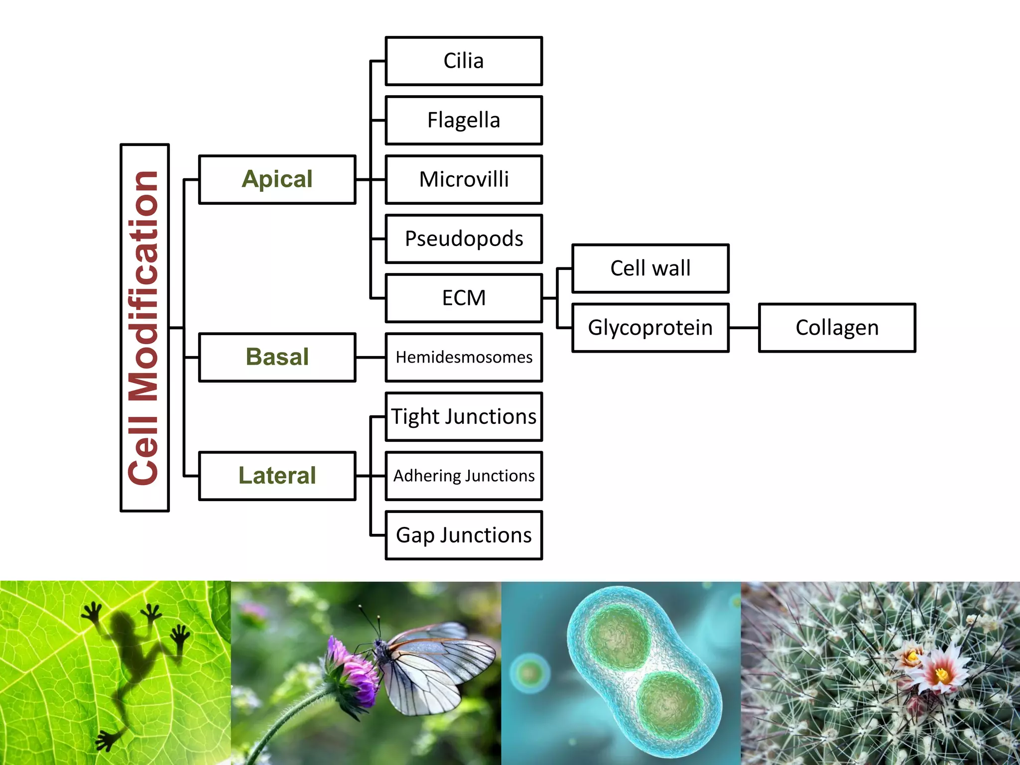 Lesson 4 Cell Modifications | PDF | Biological Sciences | Science
