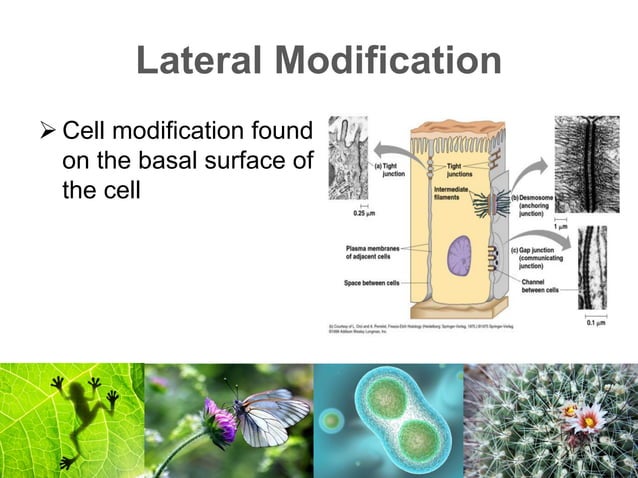 Lesson 4 Cell Modifications | PDF | Biological Sciences | Science