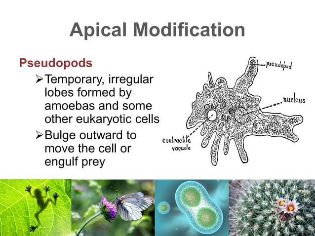 Lesson 4 Cell Modifications
