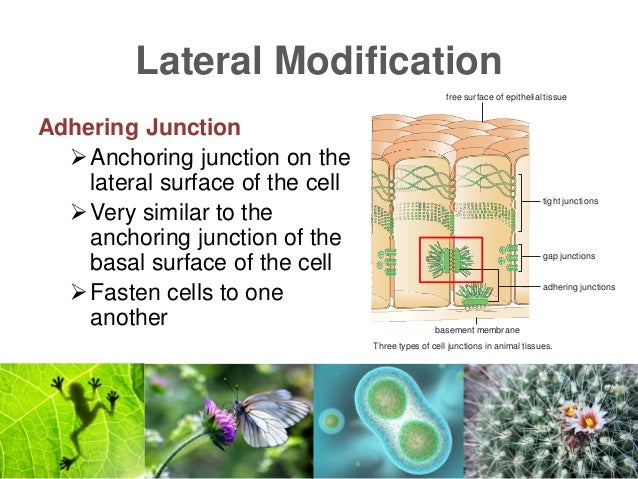 Lesson 4 Cell Modifications