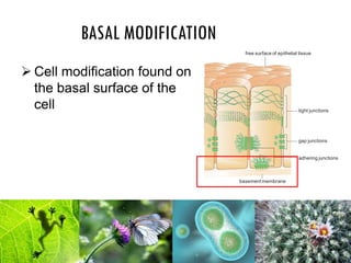 BASAL MODIFICATION
 Cell modification found on
the basal surface of the
cell
basement membrane
gap junctions
adhering junctions
tight junctions
free surface of epithelial tissue
 