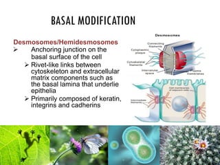 BASAL MODIFICATION
Desmosomes/Hemidesmosomes
 Anchoring junction on the
basal surface of the cell
 Rivet-like links between
cytoskeleton and extracellular
matrix components such as
the basal lamina that underlie
epithelia
 Primarily composed of keratin,
integrins and cadherins
 