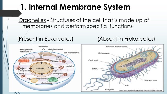 eukaryotes vs prokaryotes