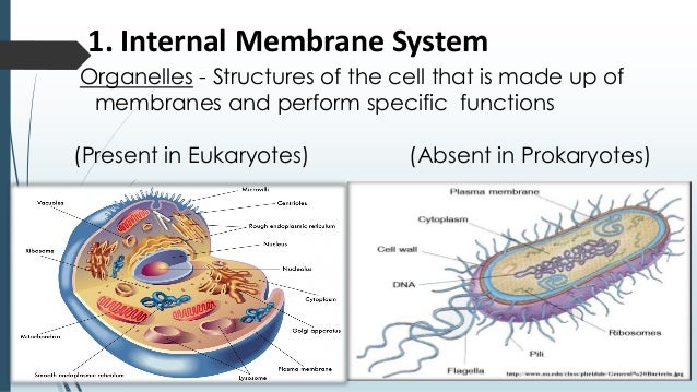 eukaryotes vs prokaryotes